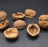 核桃殼屬于什么垃圾分類，應(yīng)該扔什么垃圾桶